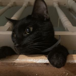 Meet your Posher, Ben